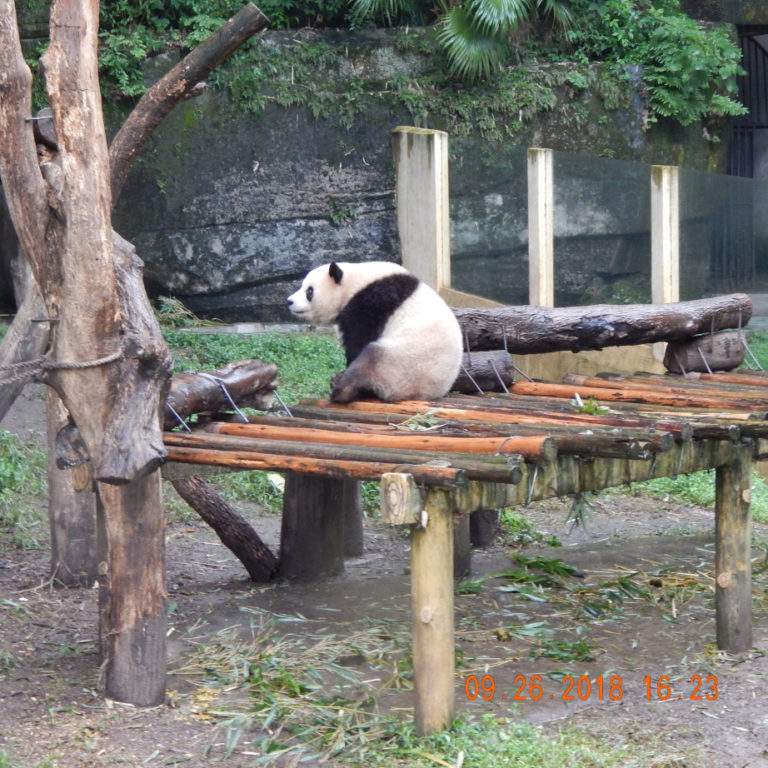 Chongqing Zoo | Adventures in China