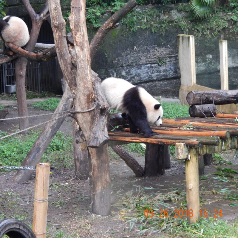 Chongqing Zoo | Adventures in China